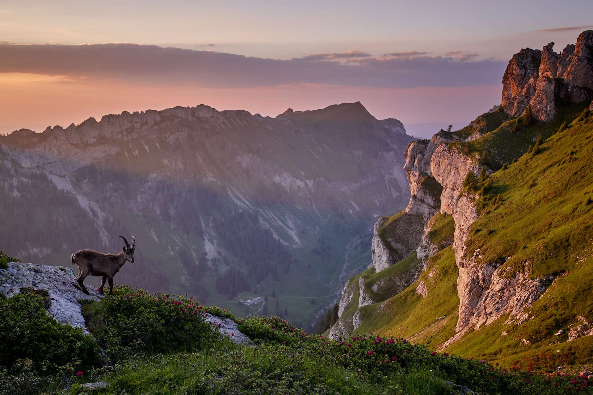 2 Tage – Steinböcke in den Schweizer Alpen