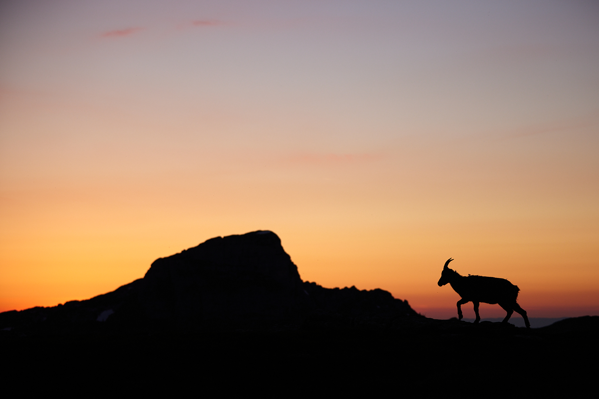 2 Tage – Steinböcke in den Schweizer Alpen