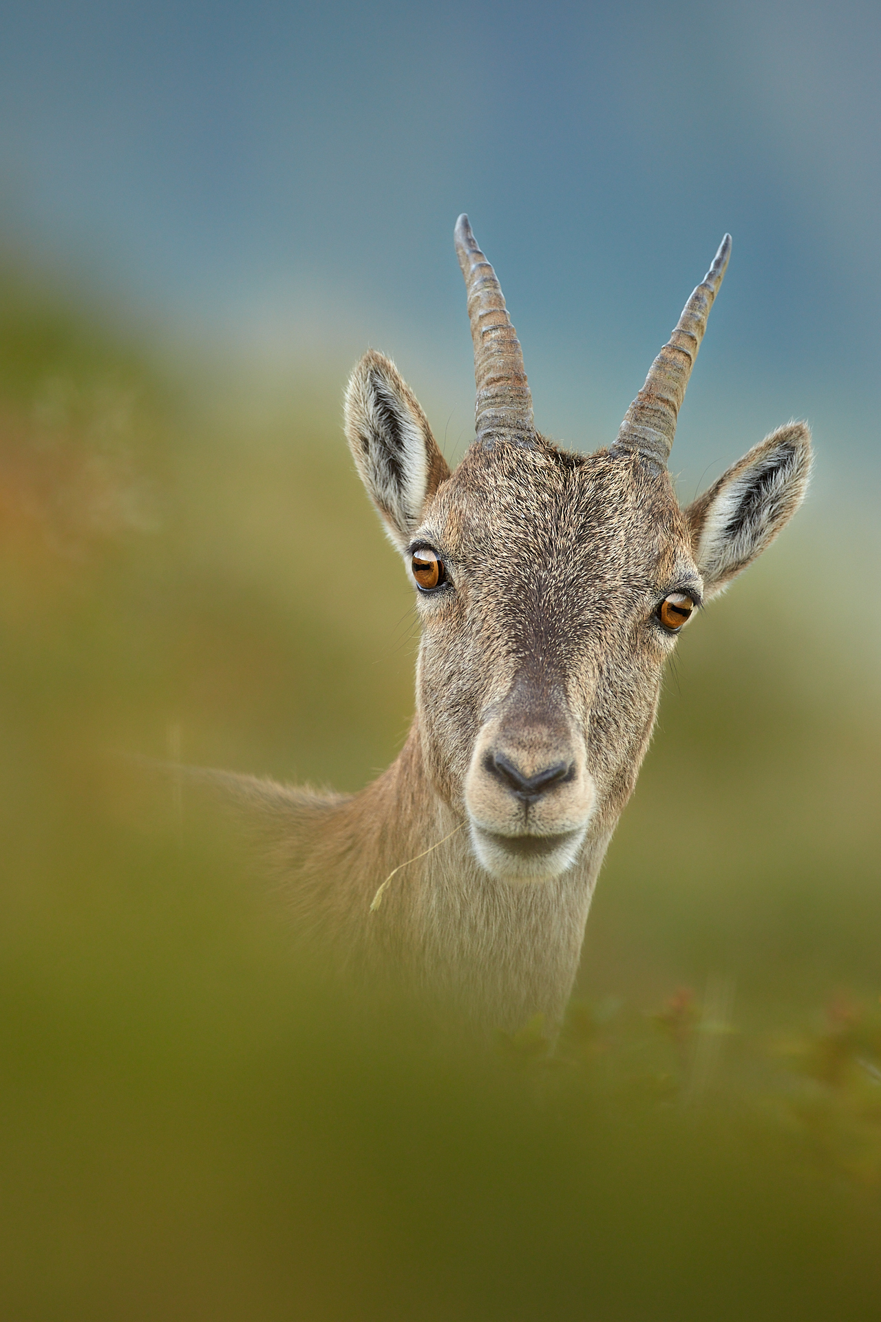2 Tage – Steinböcke in den Schweizer Alpen