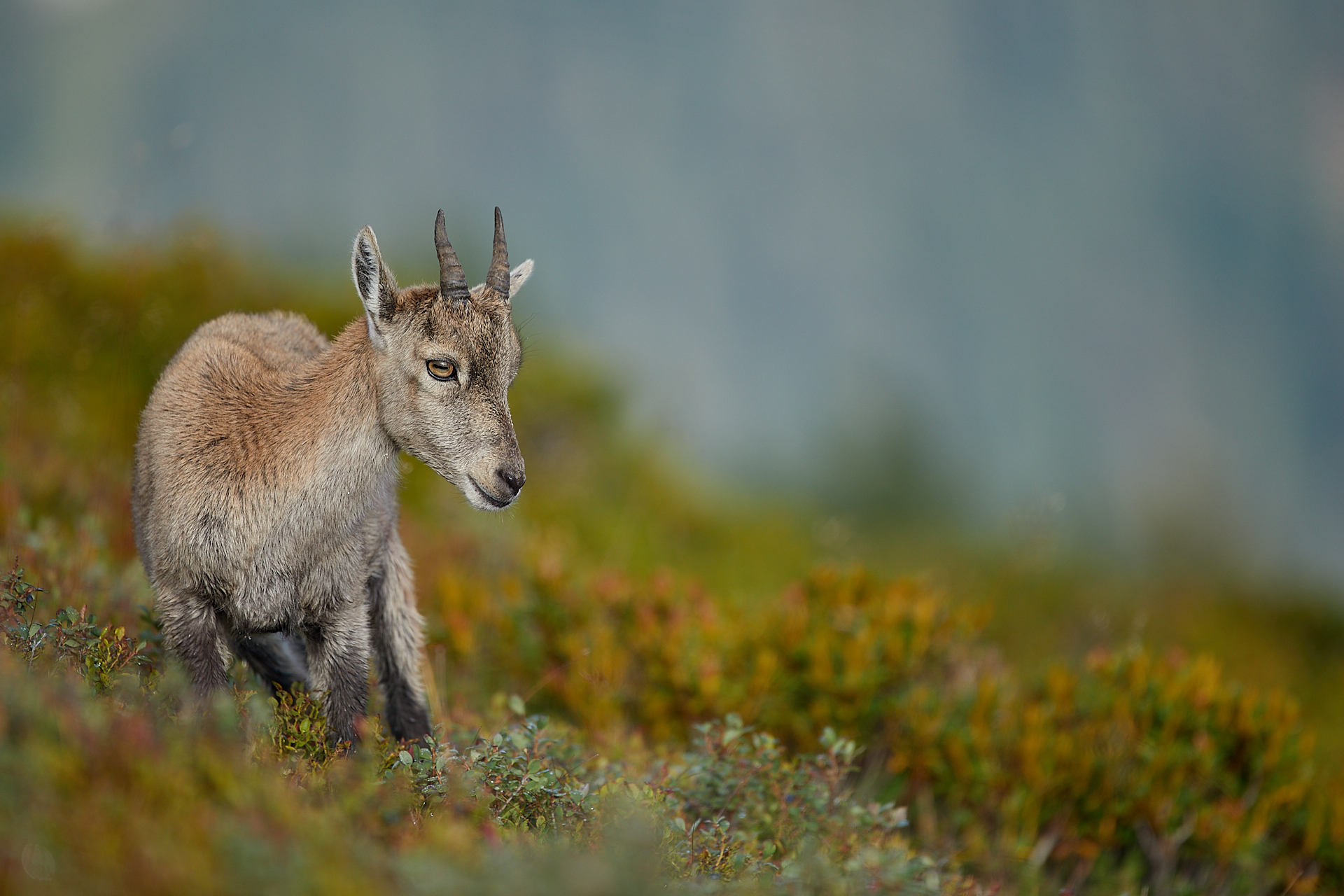 2 Tage – Steinböcke in den Schweizer Alpen