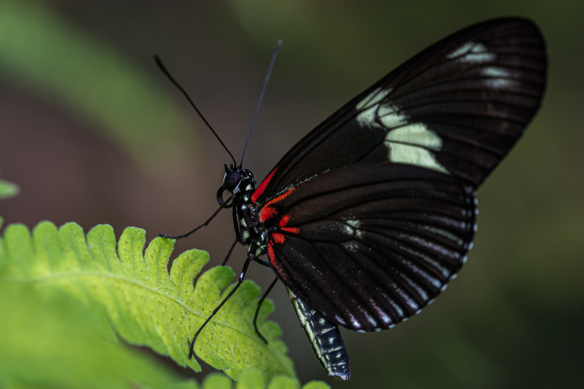 Ein Fotokurs im Papiliorama