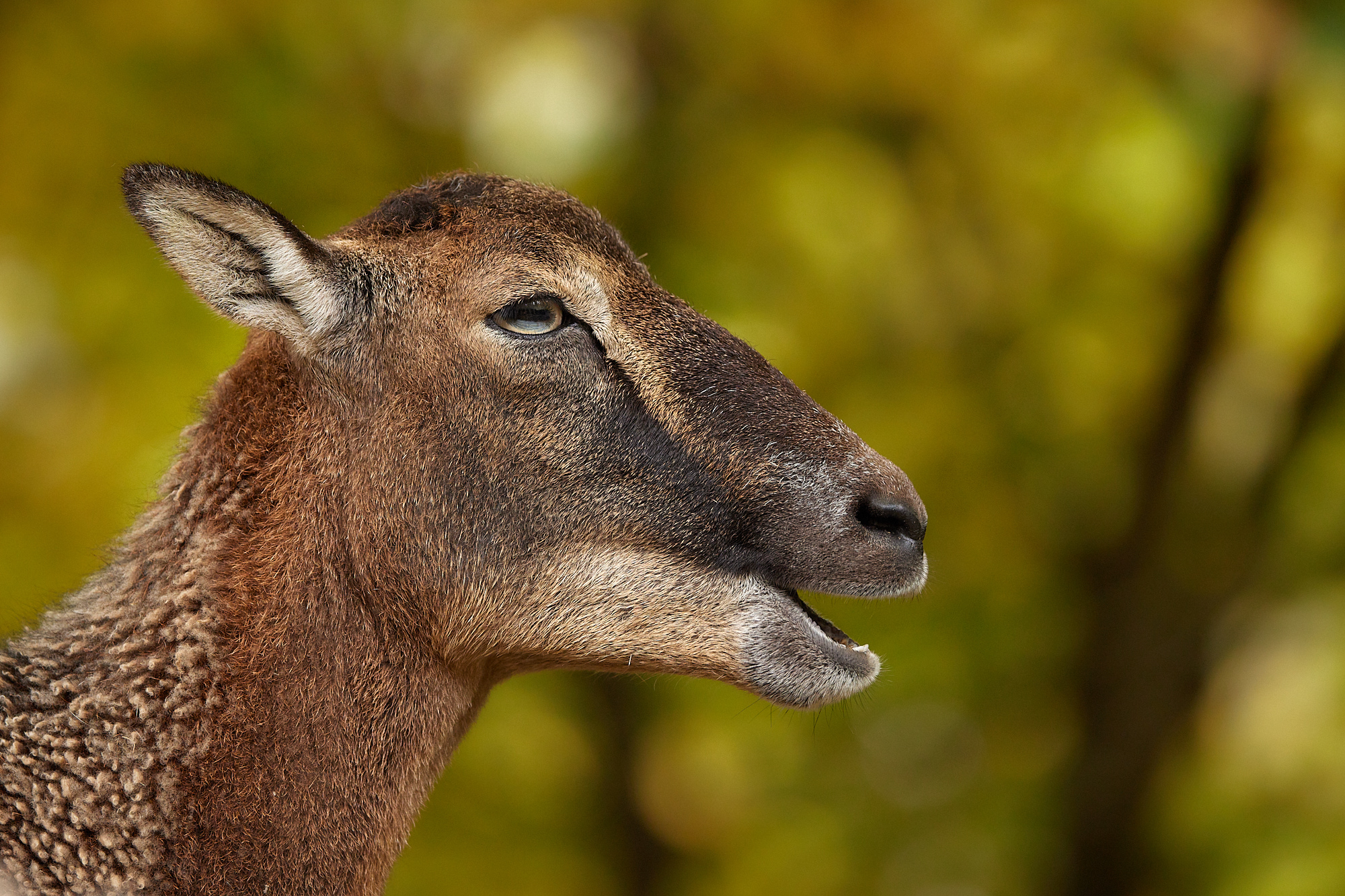 Tagesworkshop im Tierpark Arth Goldau