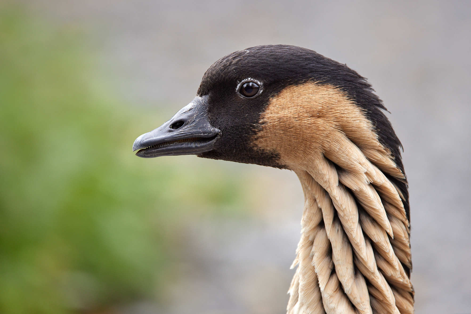 Tagesworkshop im Tierpark Arth Goldau