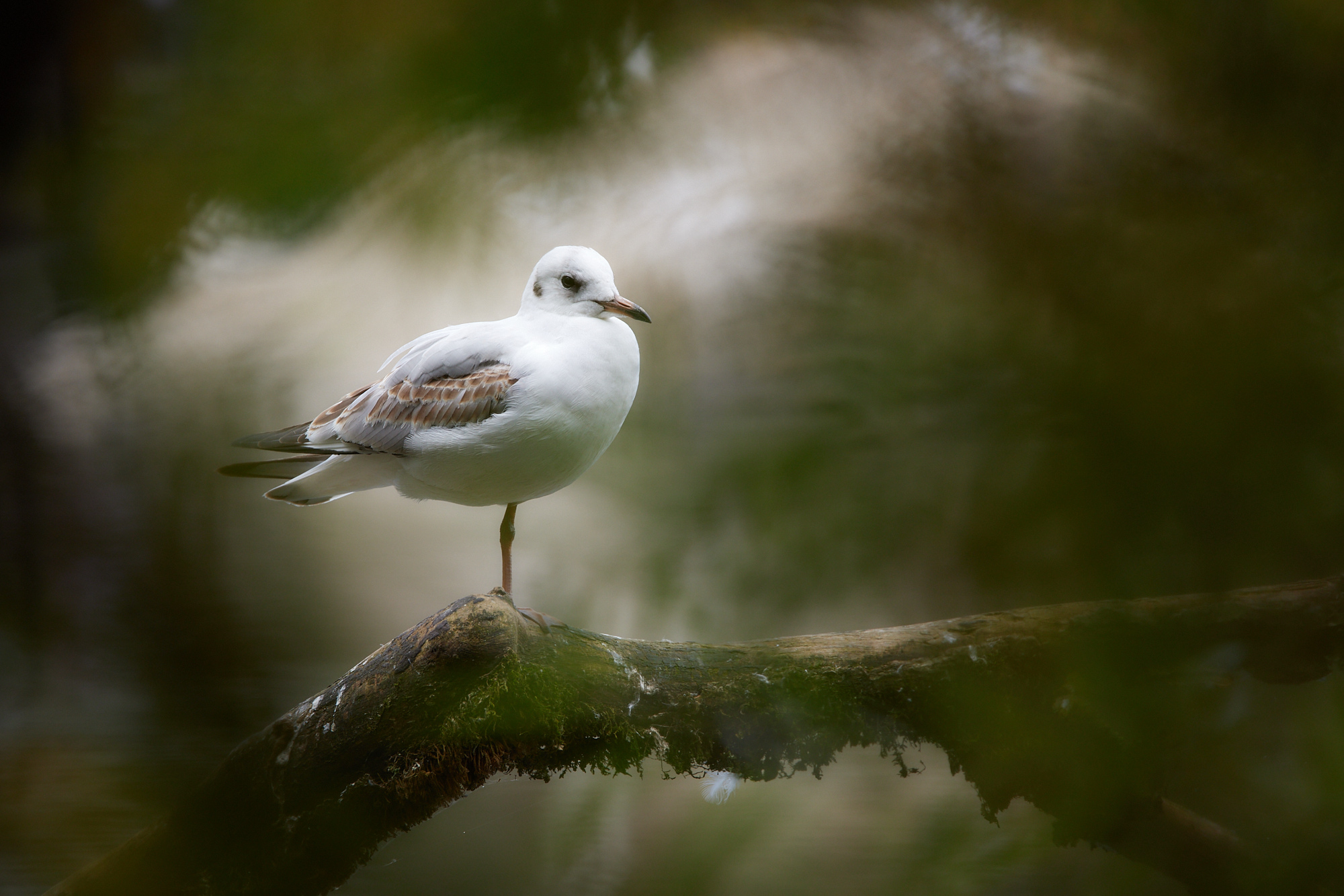 Tagesworkshop im Tierpark Arth Goldau