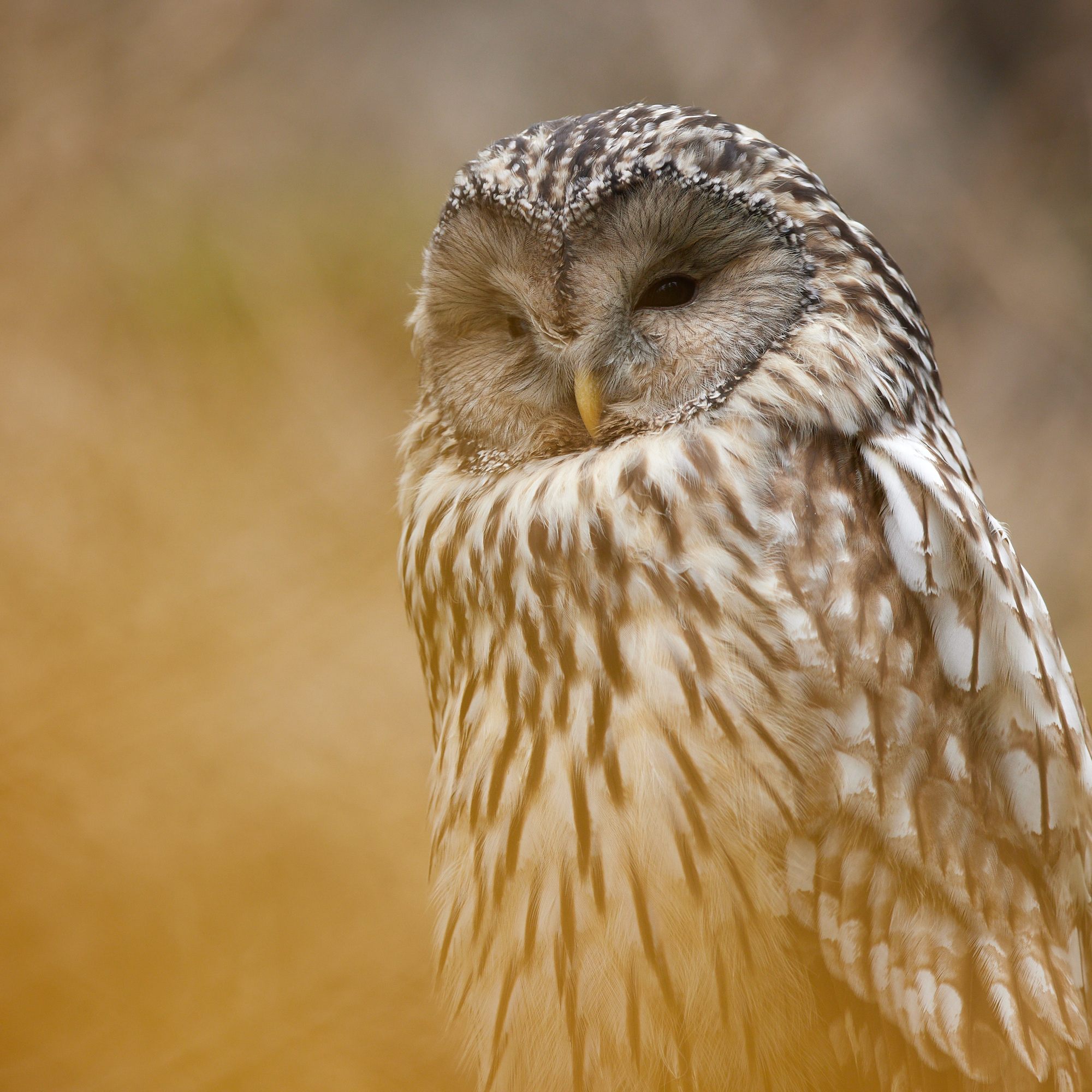 Tagesworkshop im Tierpark Arth Goldau