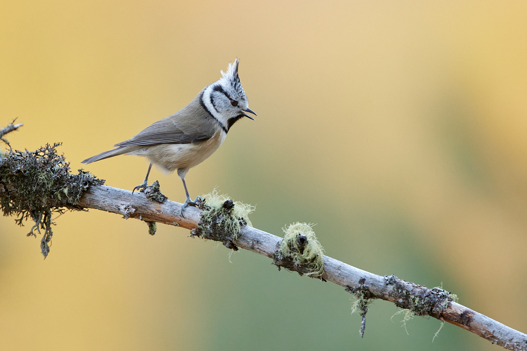 Meisen im Bergwald fotografieren