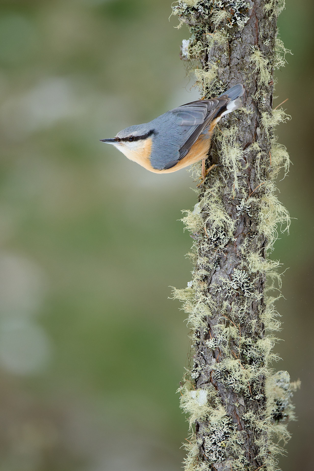 Meisen im Bergwald fotografieren