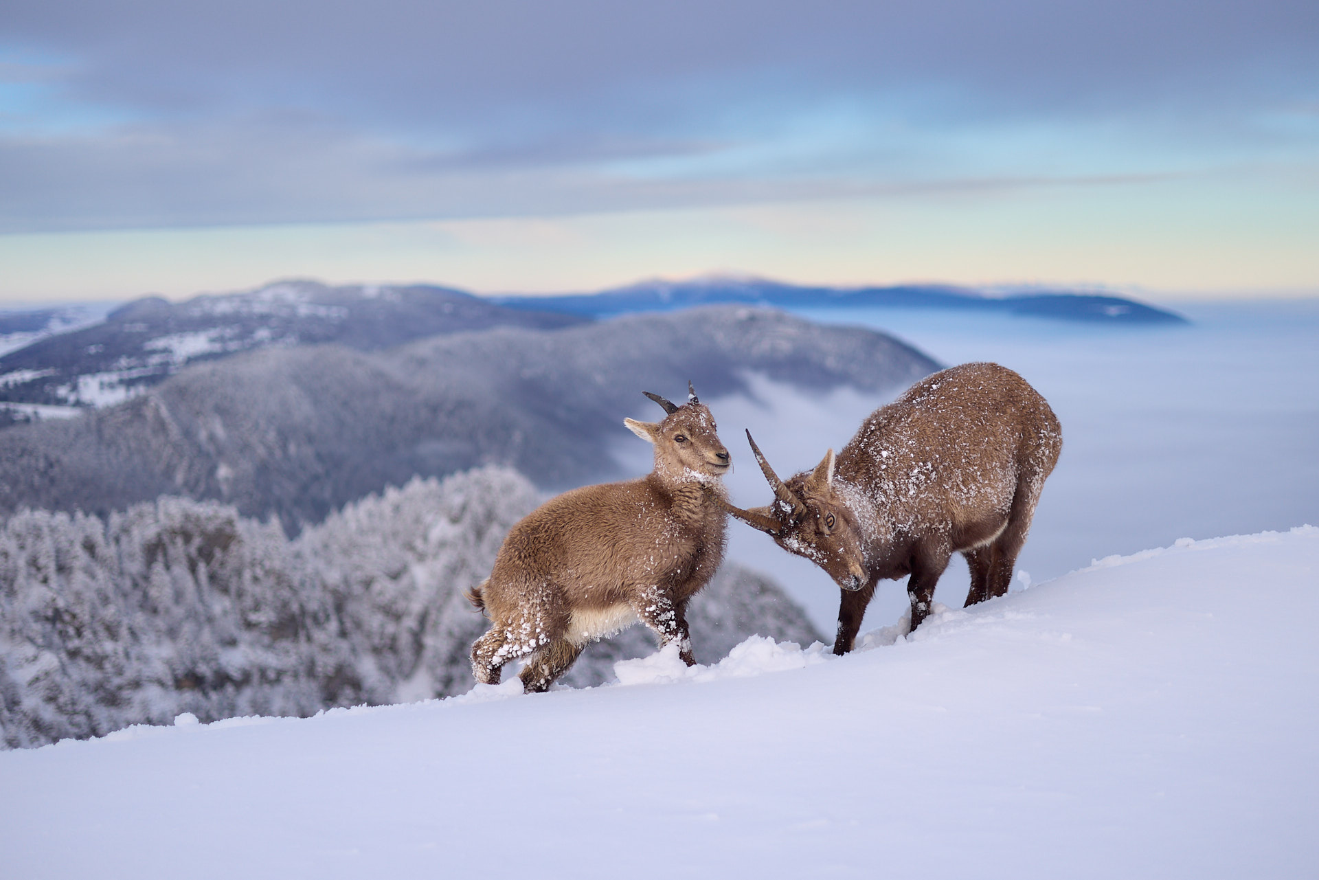 Gämsen und Steinböcke im winterlichen Jura