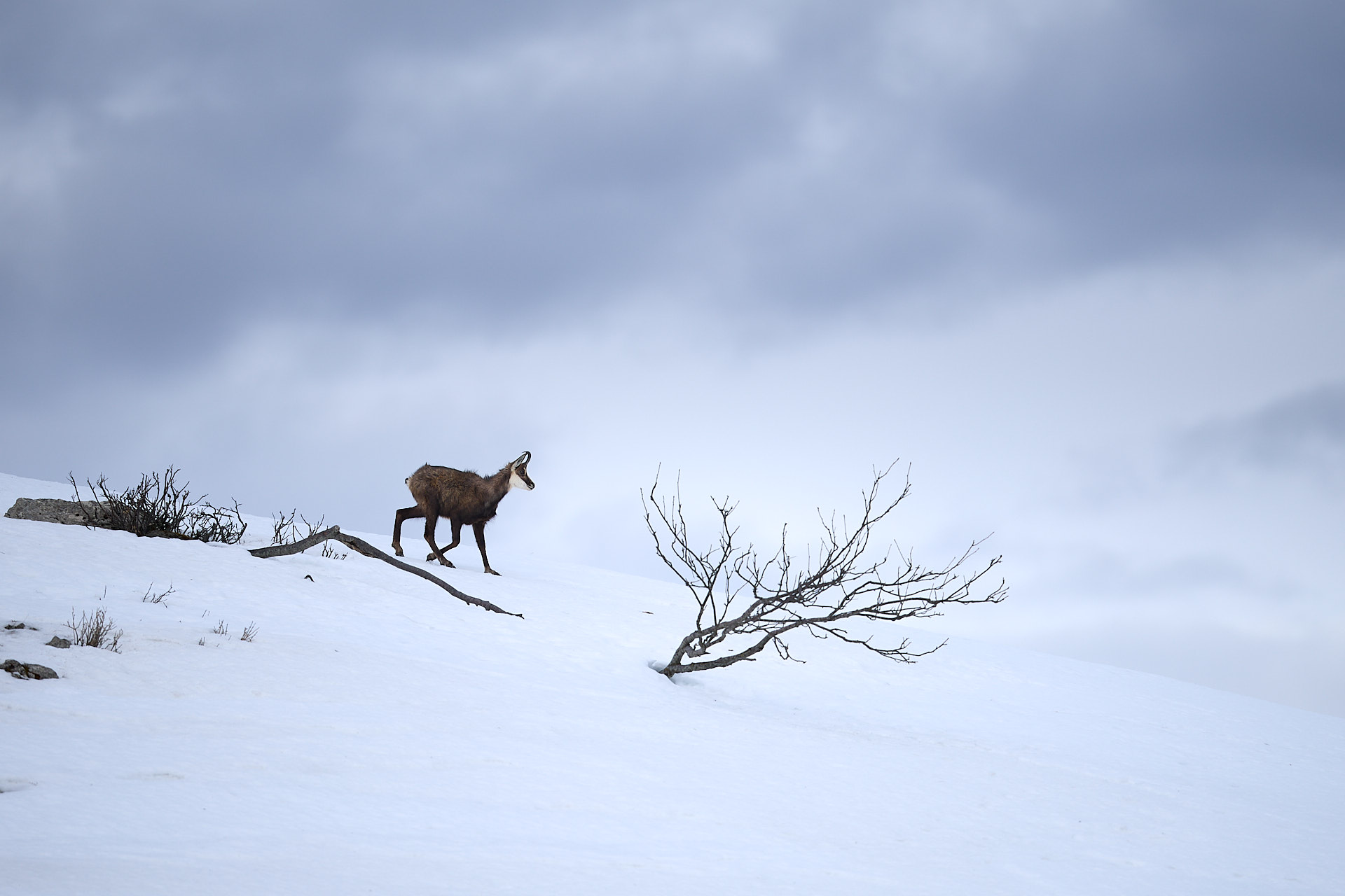 Gämsen und Steinböcke im winterlichen Jura