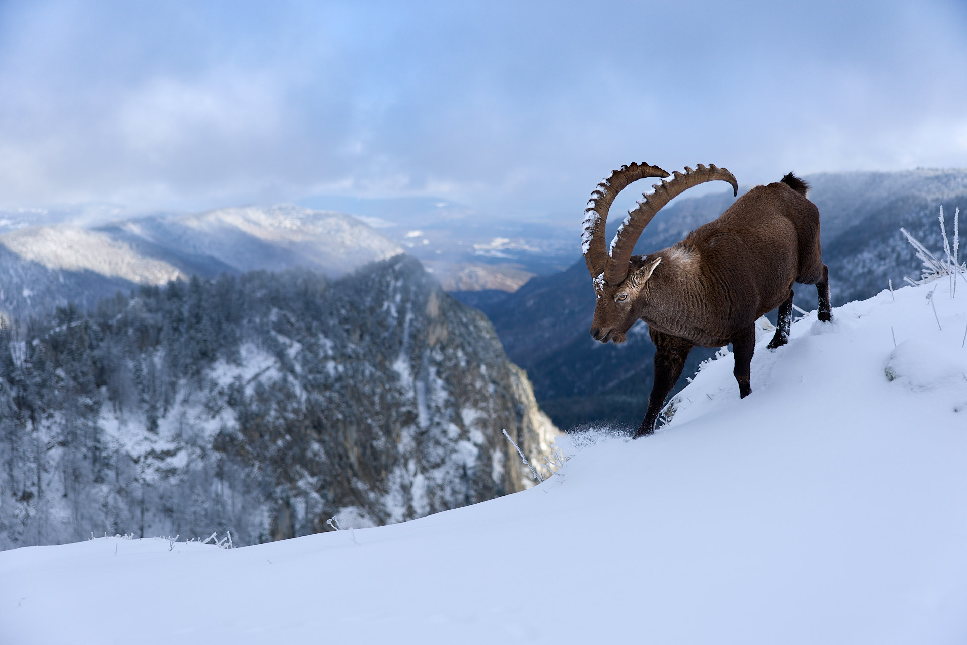 Gämsen und Steinböcke im winterlichen Jura