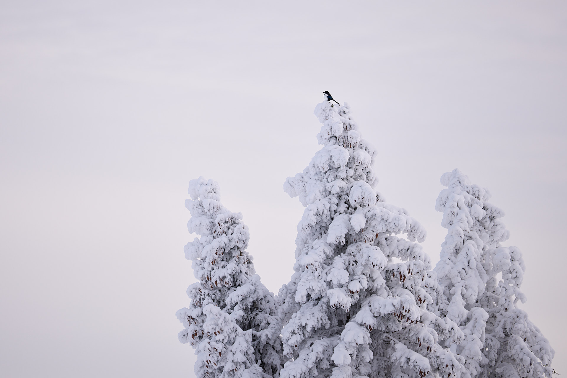 Gämsen und Steinböcke im winterlichen Jura