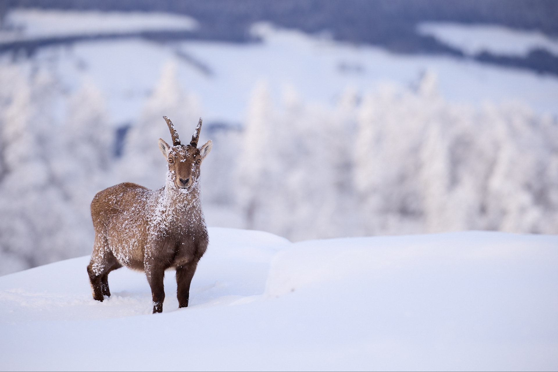 Gämsen und Steinböcke im winterlichen Jura