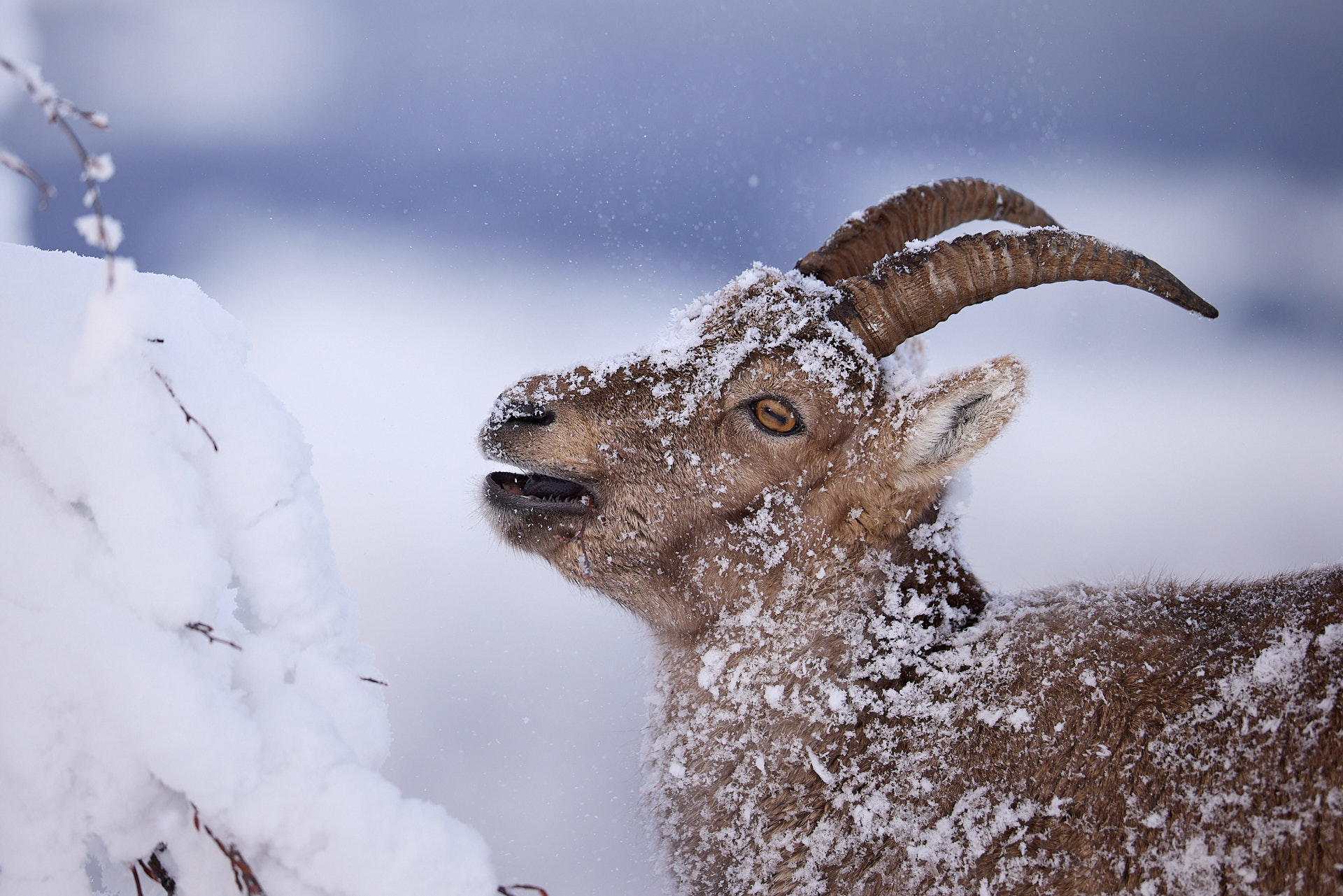 Gämsen und Steinböcke im winterlichen Jura