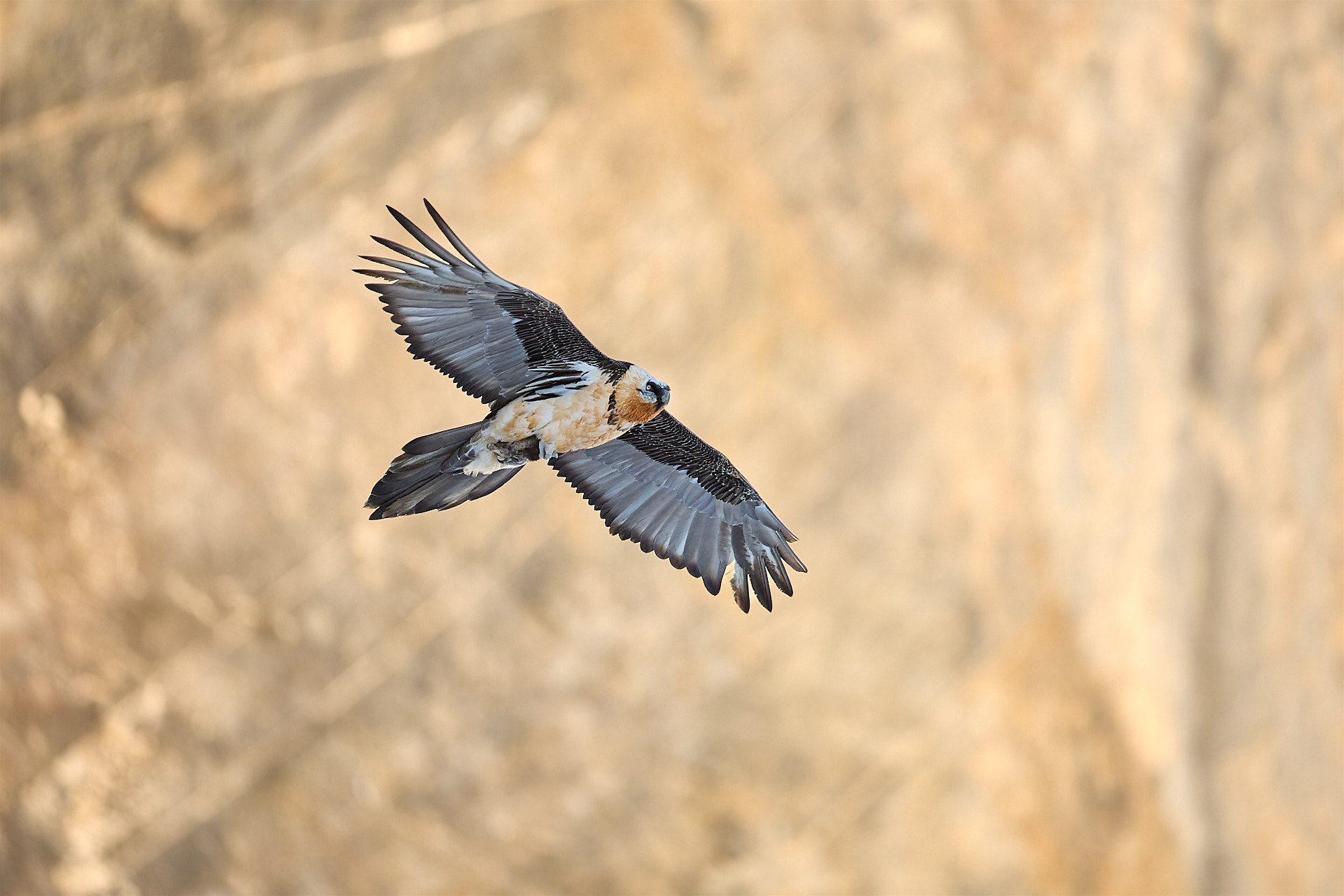 2 Tage - Vogelfotografie in der alpinen Winterlandschaft des Wallis