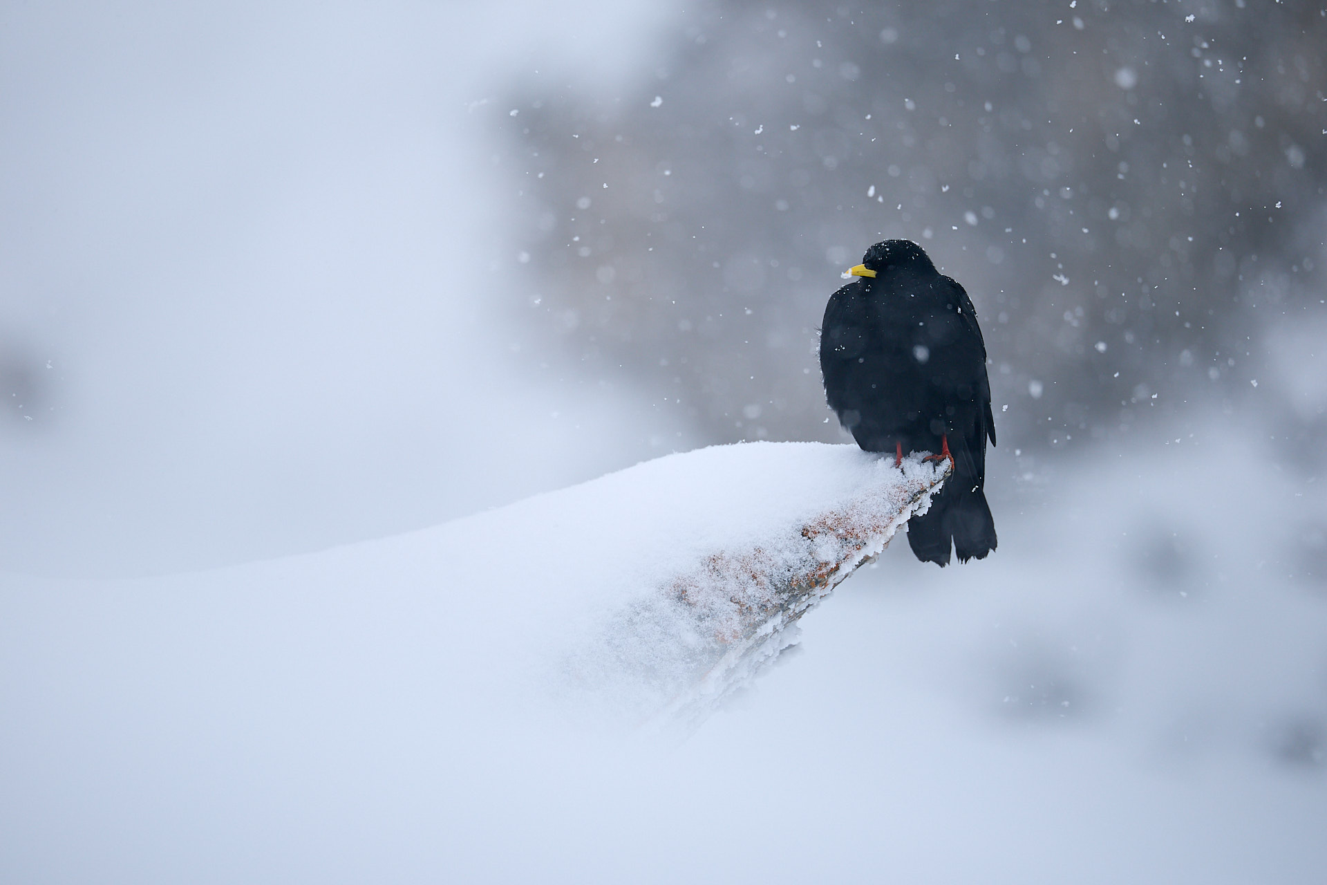 3 Tage - Vogelfotografie in der alpinen Winterlandschaft des Wallis