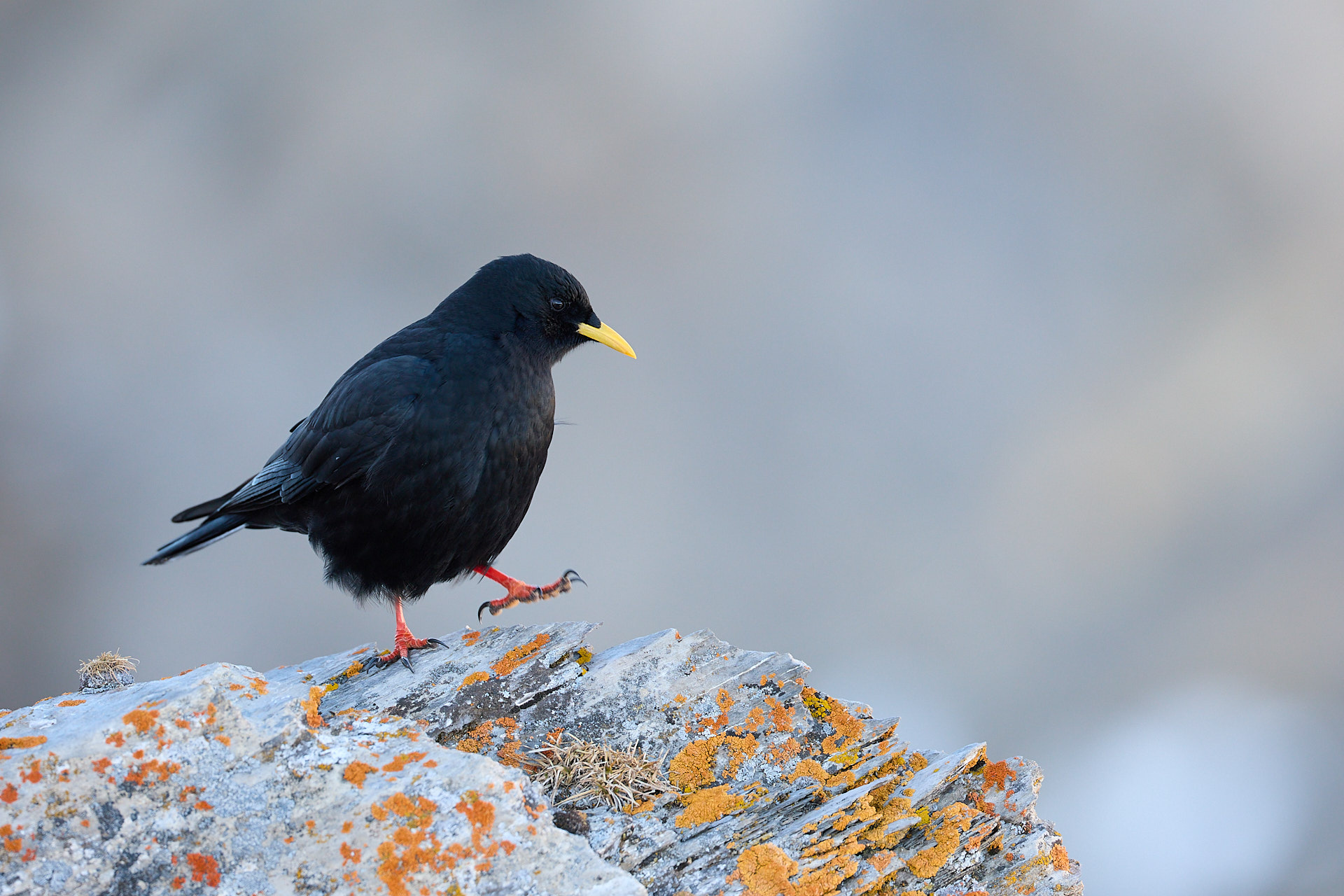 3 Tage - Vogelfotografie in der alpinen Winterlandschaft des Wallis