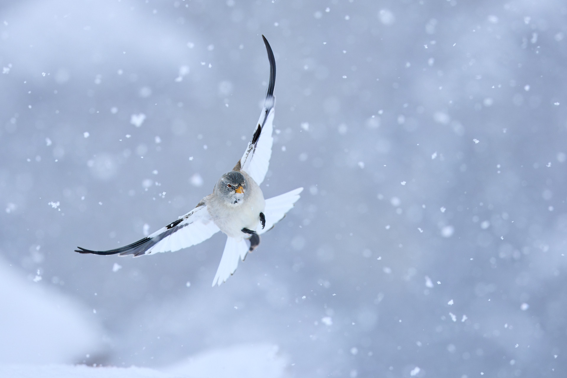 3 Tage - Vogelfotografie in der alpinen Winterlandschaft des Wallis