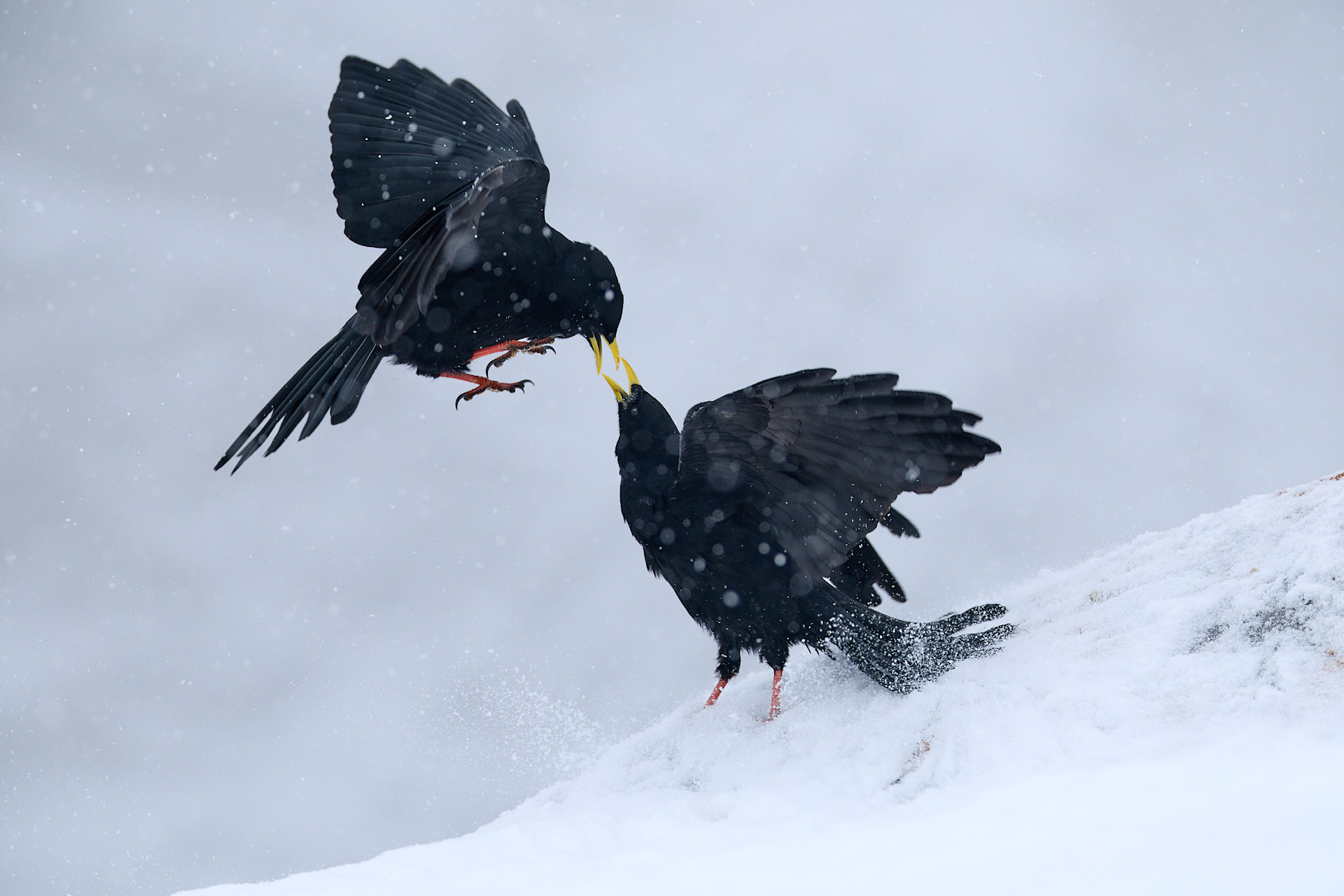3 Tage - Vogelfotografie in der alpinen Winterlandschaft des Wallis