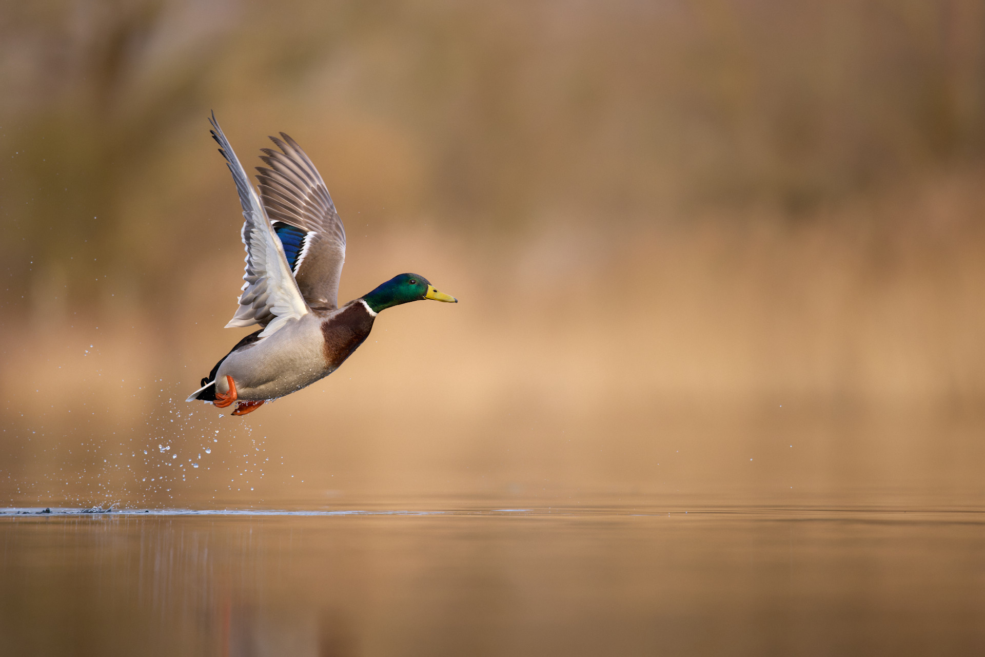 Vogelfotografie für Einsteiger