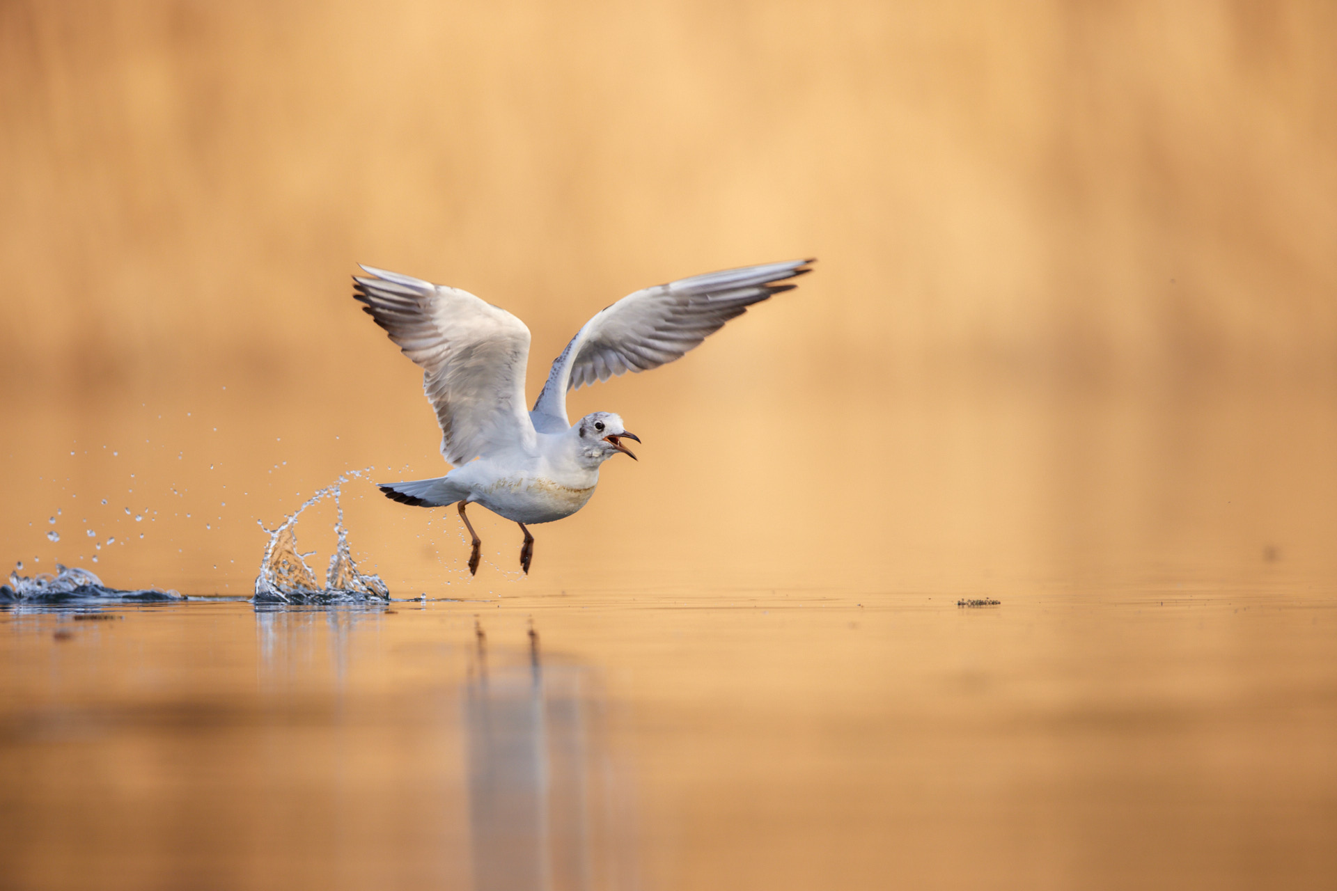 Vogelfotografie für Einsteiger