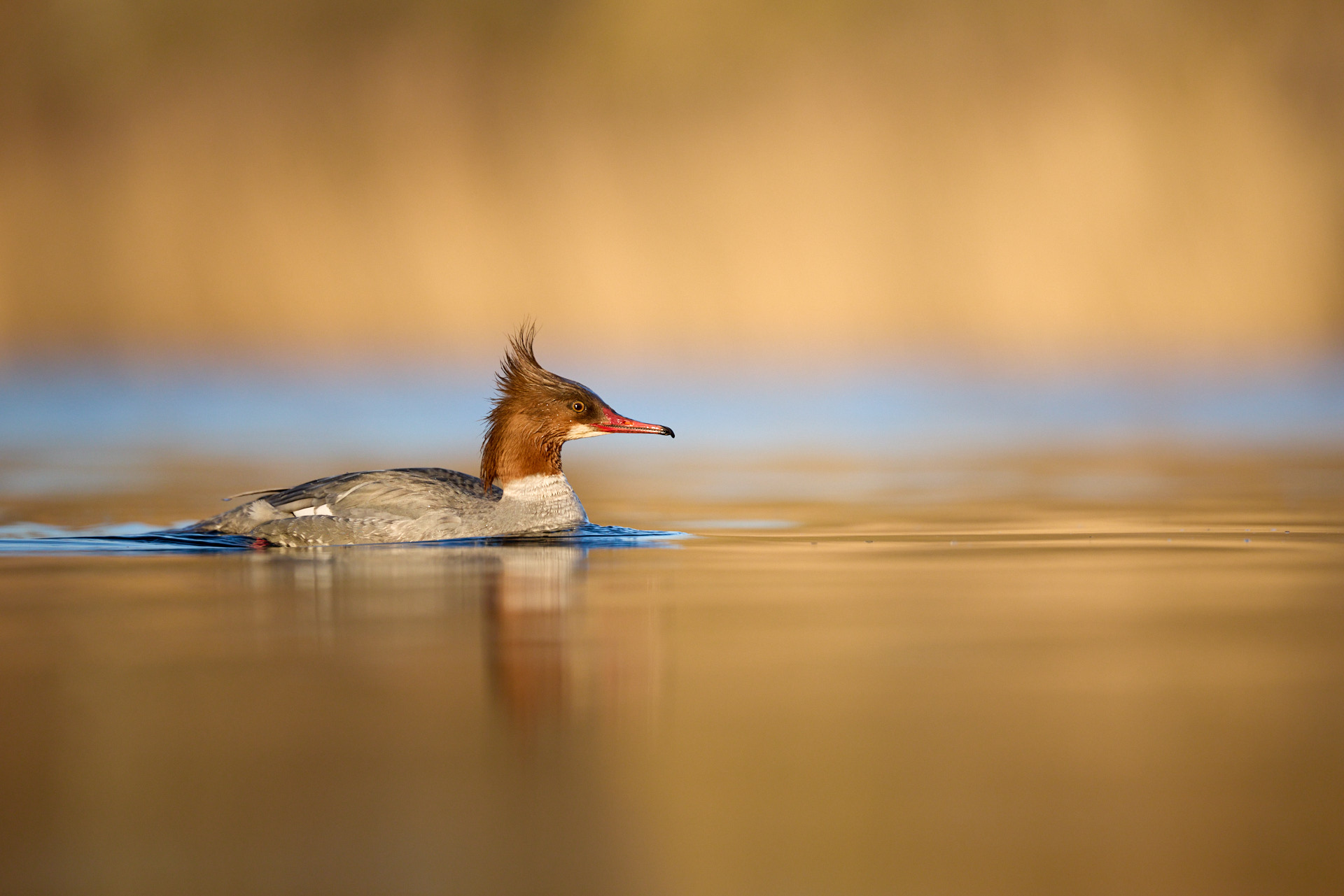 Vogelfotografie für Einsteiger