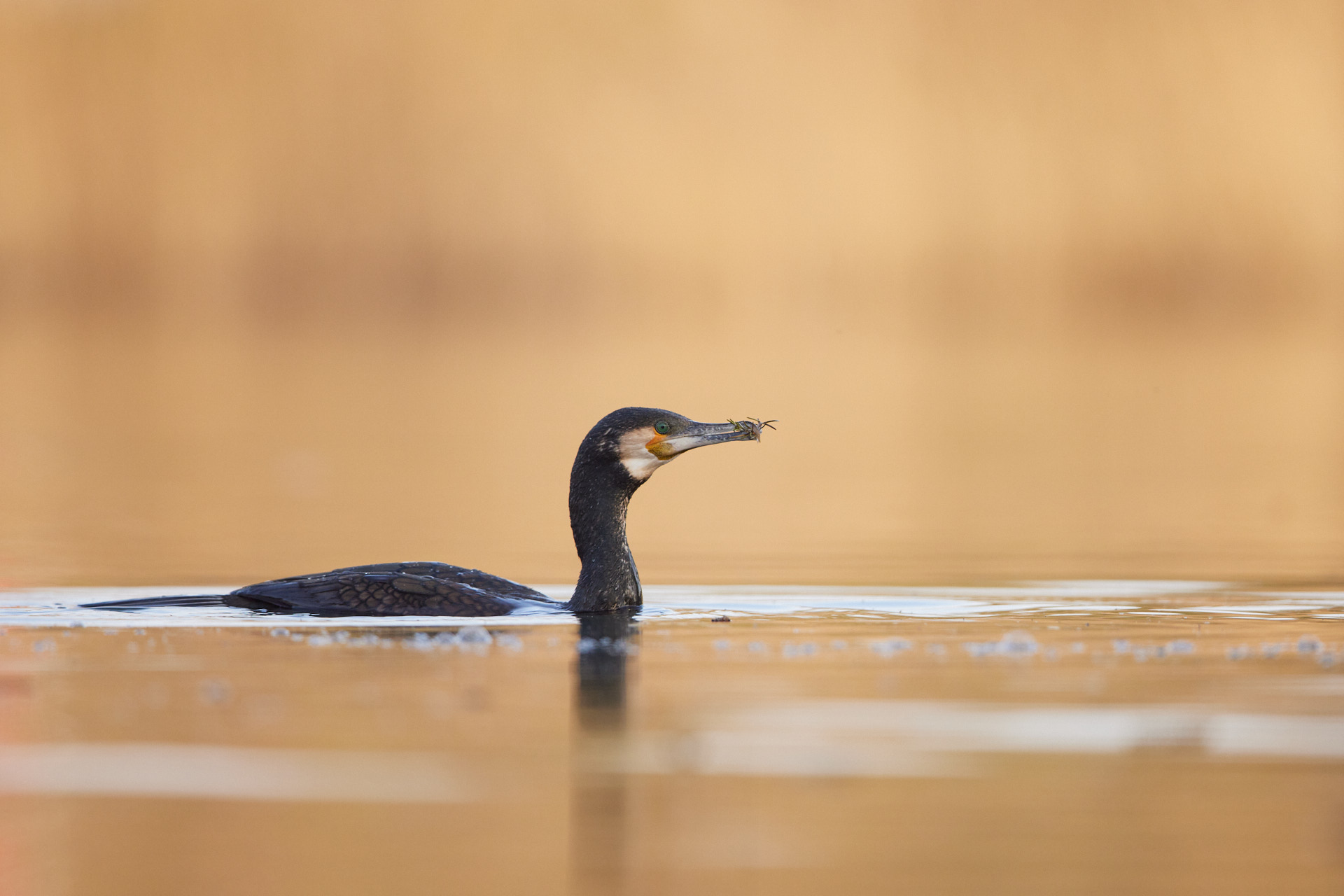 Vogelfotografie für Einsteiger