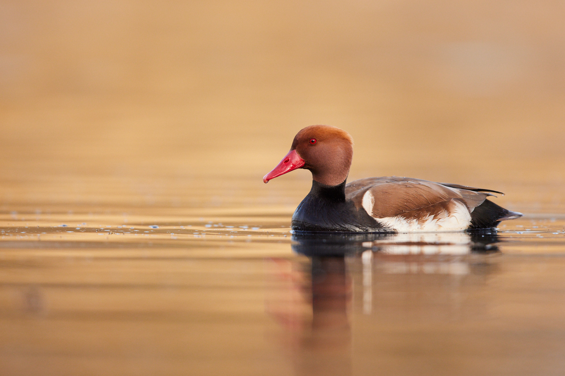 Vogelfotografie für Einsteiger