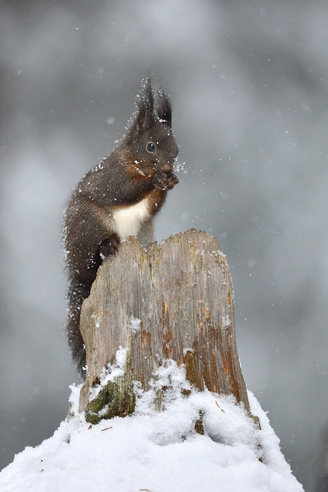 Tierfotografie im Winterwald