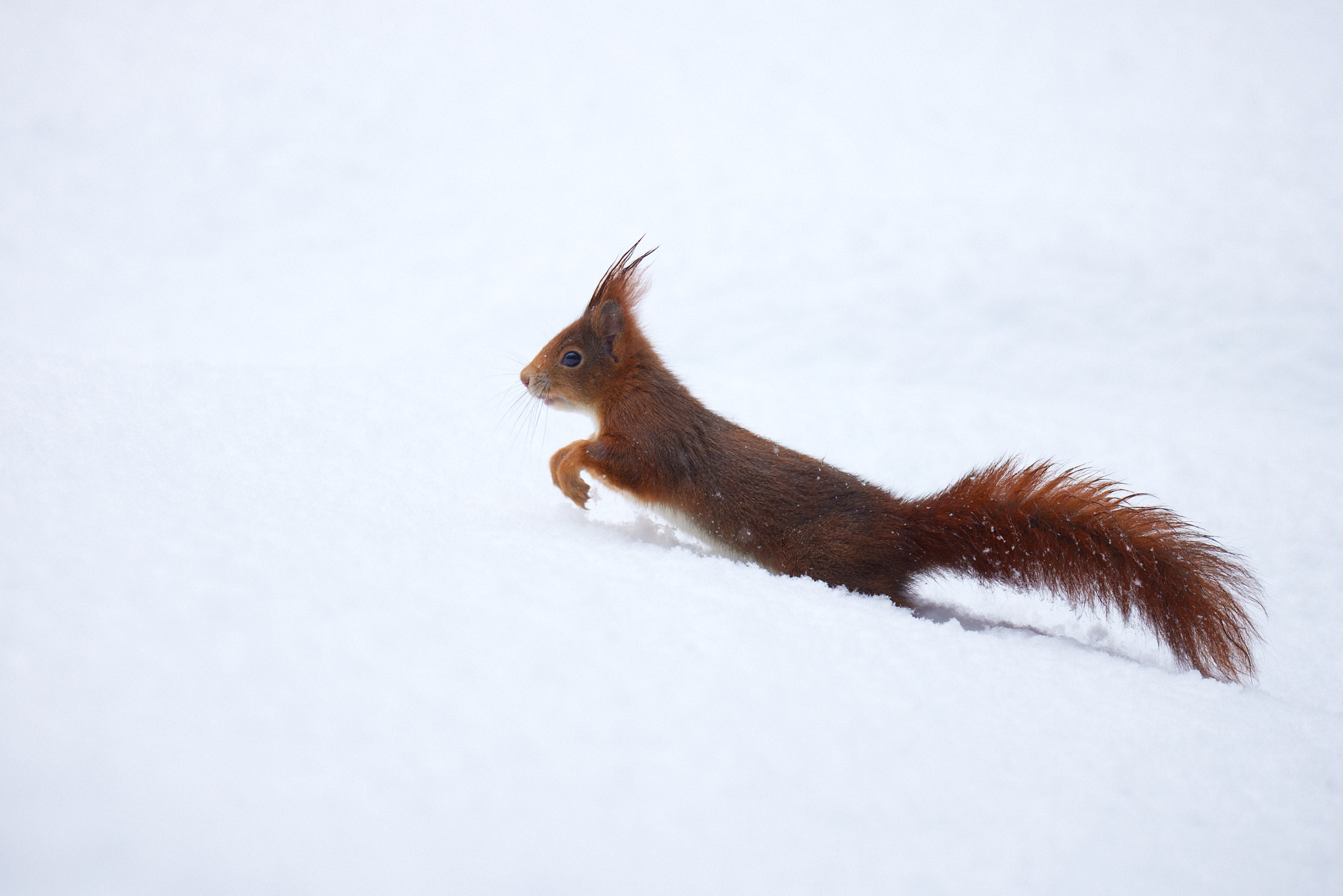 Tierfotografie im Winterwald