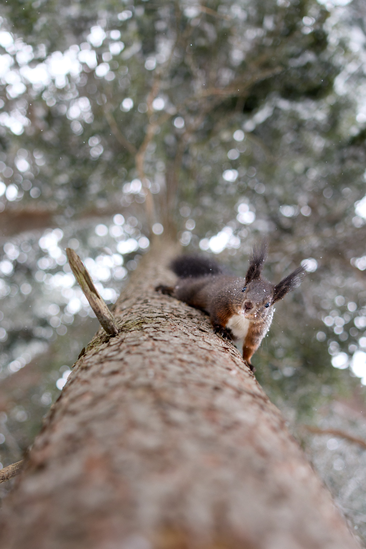 Tierfotografie im Winterwald