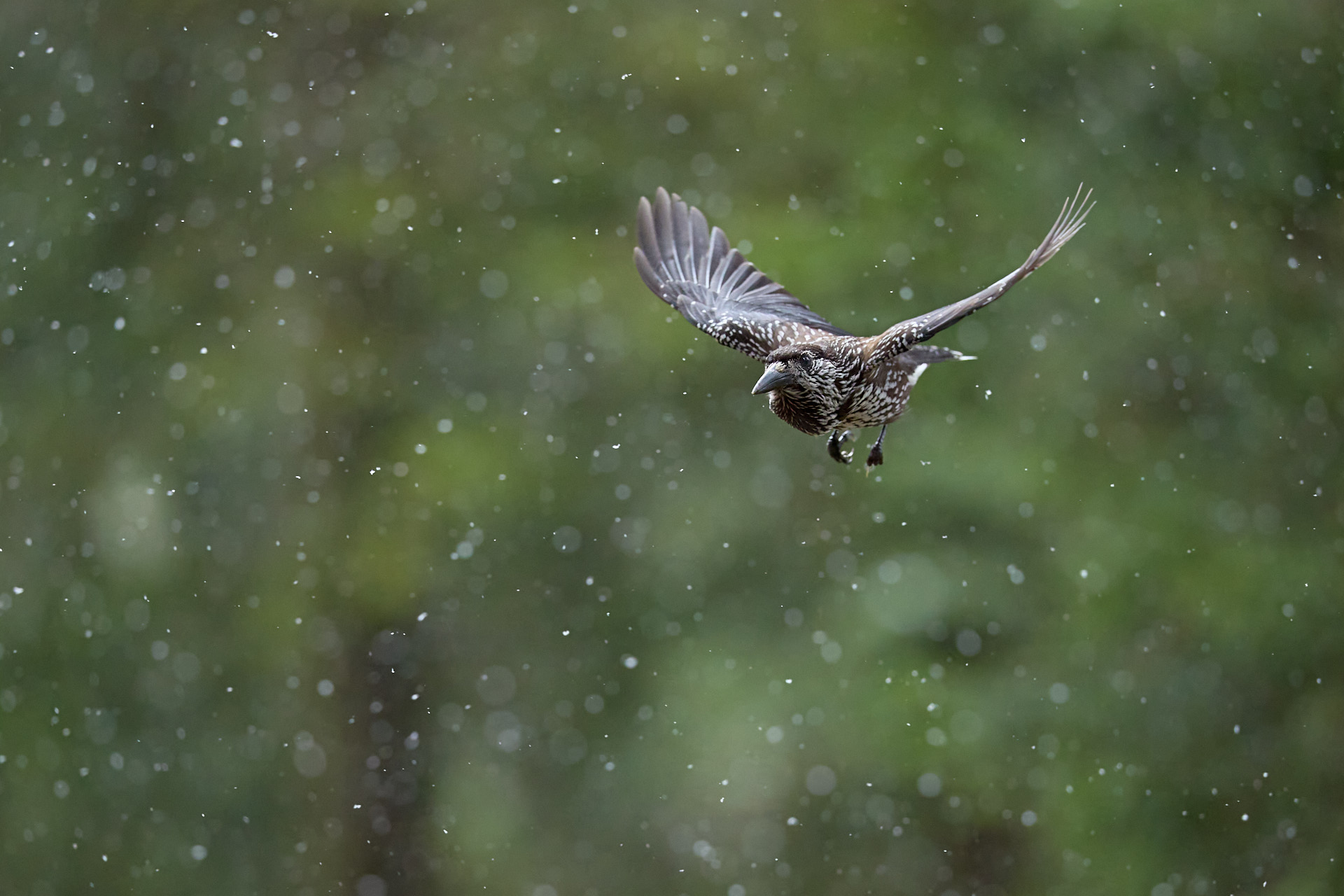 Tierfotografie im Winterwald