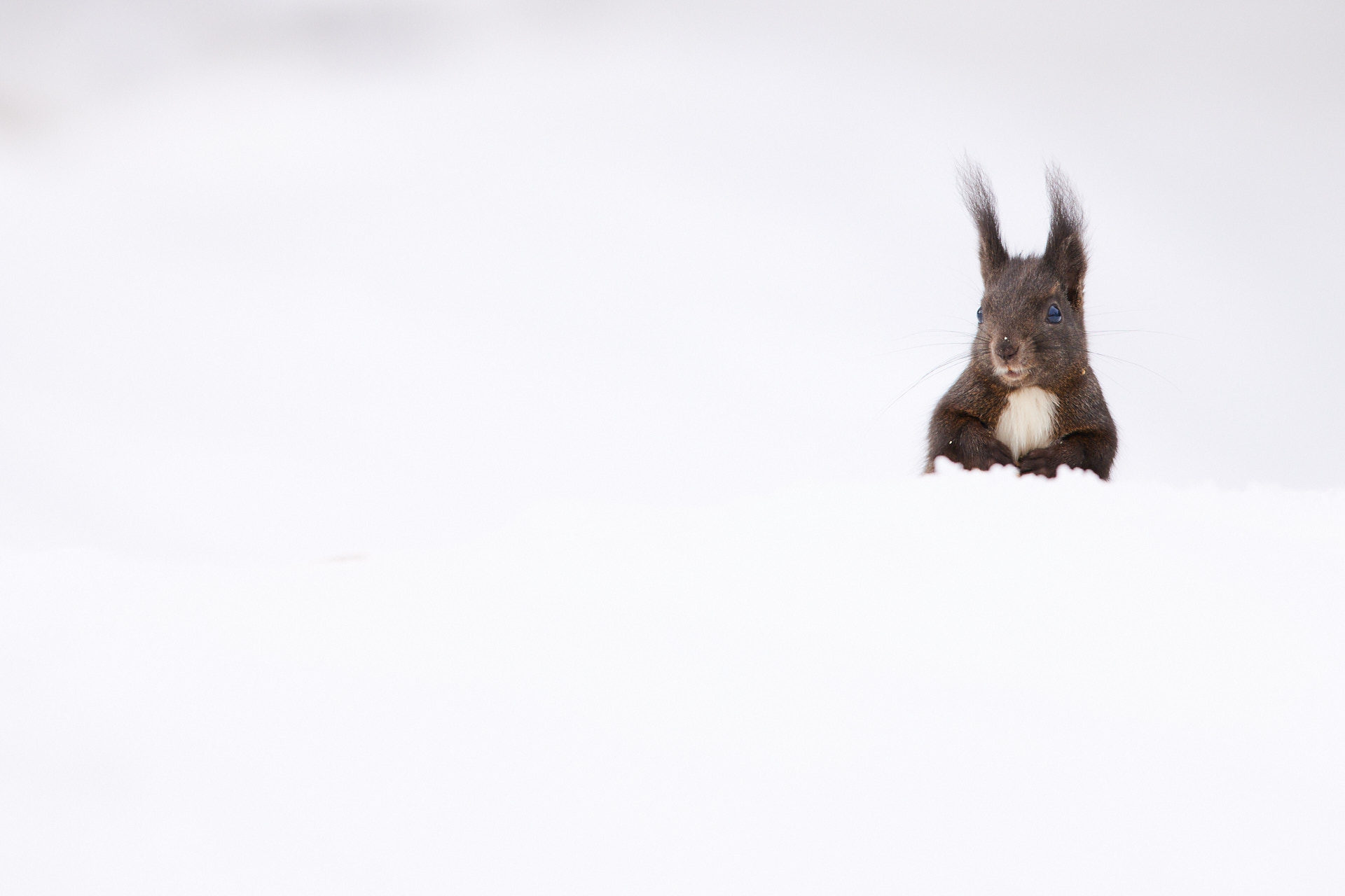 Tierfotografie im Winterwald