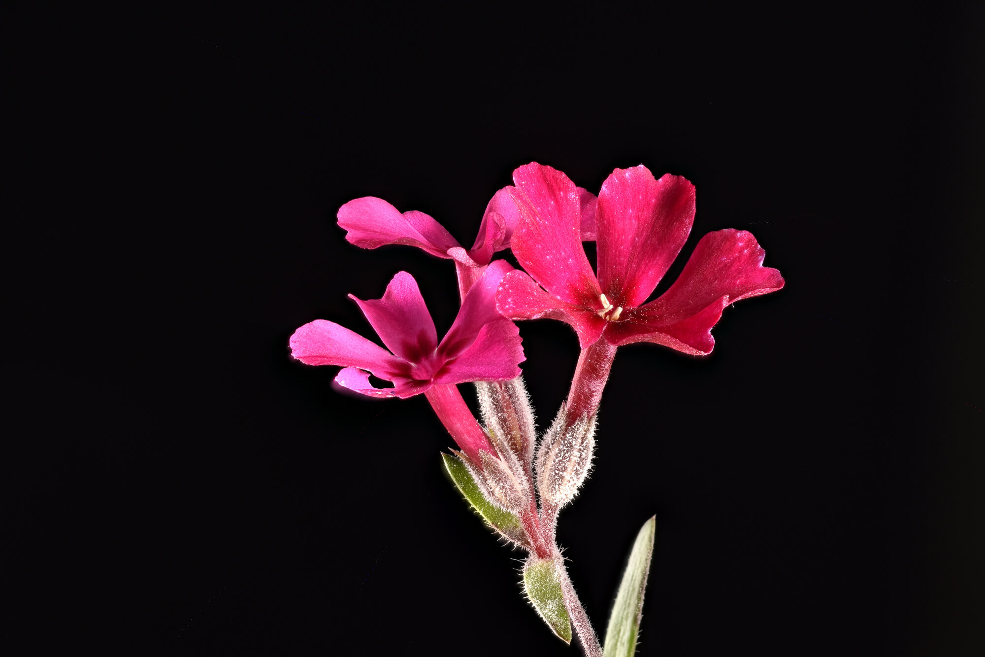 Sehen, was das Auge nicht sieht – Close-Up!